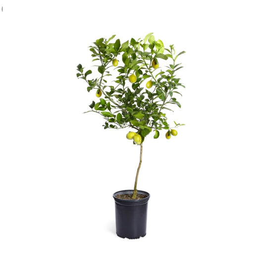 Lemon 1.0m - 1.5m Ht - PlantmartUAE.com
