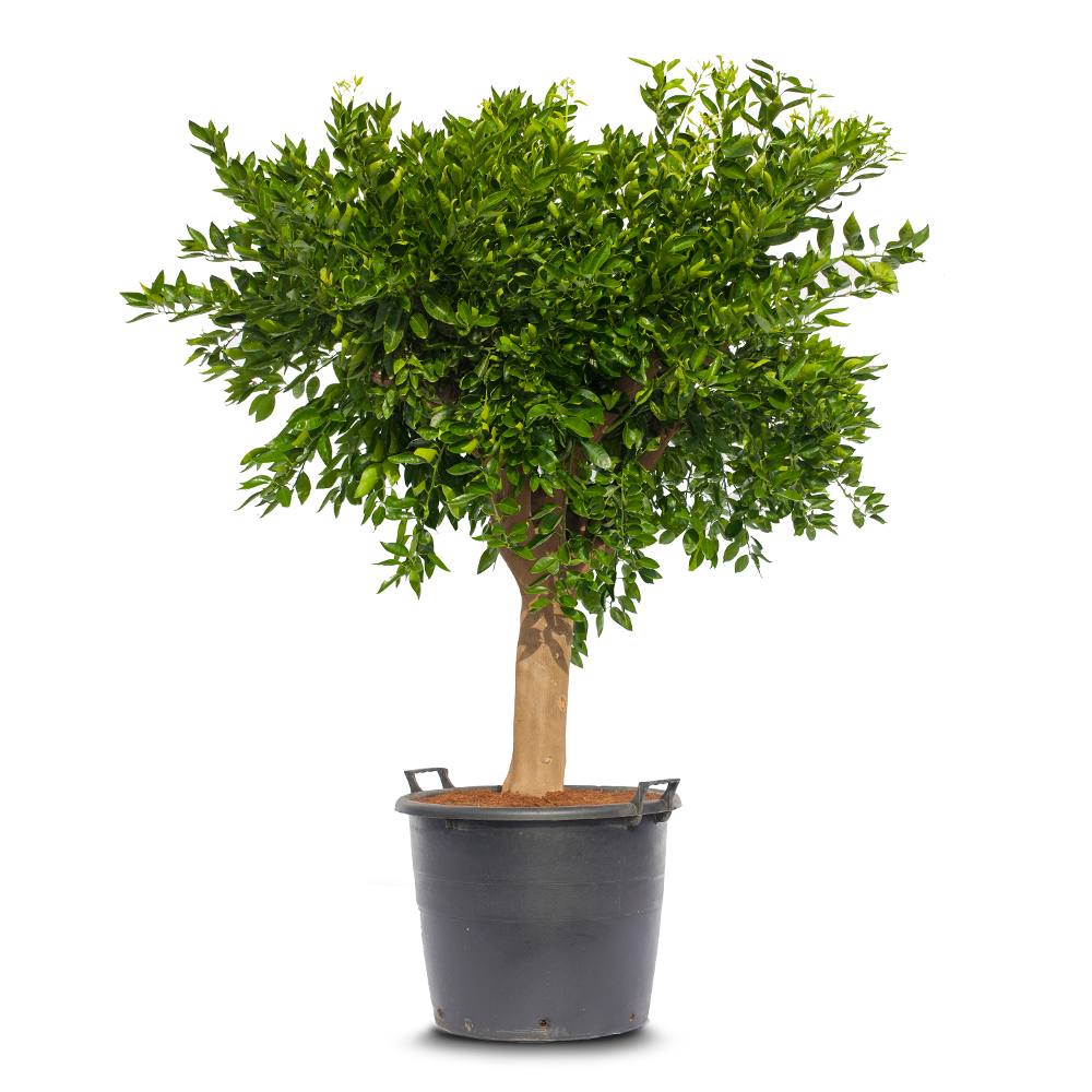 Mandarin Reticulata Tree Spain 120cm - 150cm - PlantmartUAE.com