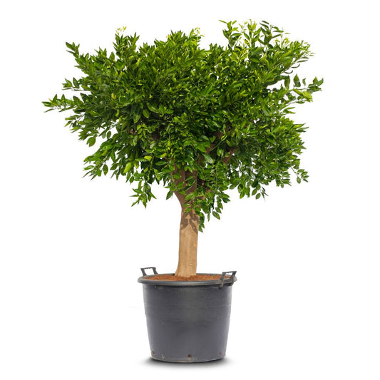 Mandarin Reticulata Tree Spain 120cm - 150cm - PlantmartUAE.com