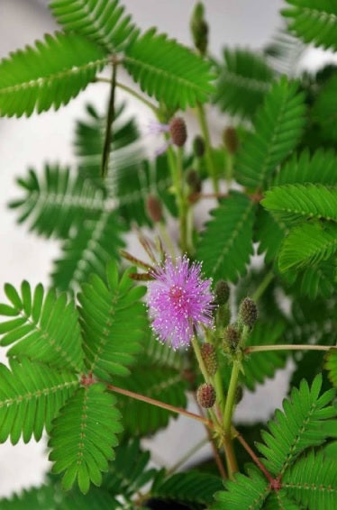 Mimosa Pudica -Touch me not 40cm - 50cm - PlantmartUAE.com