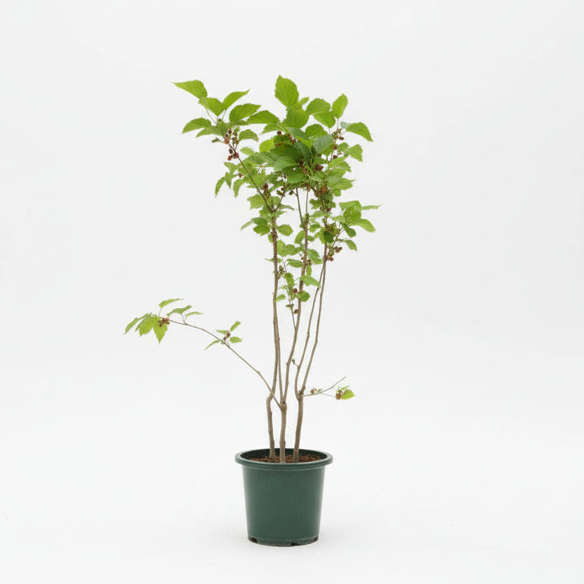 Mulberry Tree 60cm - 80cm - PlantmartUAE.com