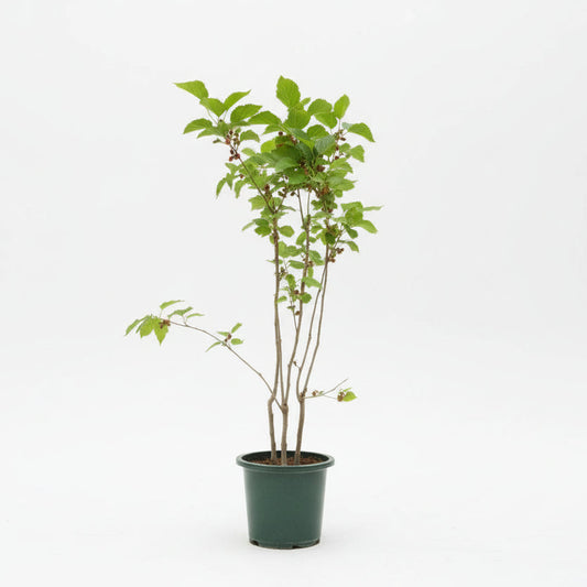 Mulberry Tree 60cm - 80cm - PlantmartUAE.com