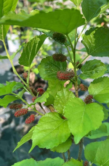 Mulberry Tree 60cm - 80cm - PlantmartUAE.com