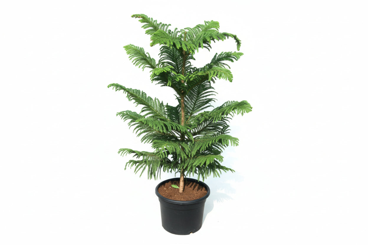 Norfolk Island Pine 100cm - 120cm - PlantmartUAE.com