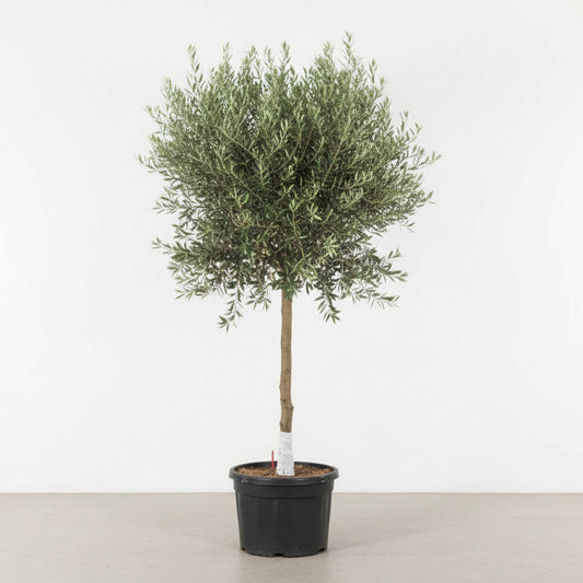 Olive Single Head Tree 2.0 - 2.5m - PlantmartUAE.com