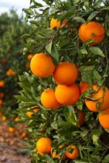 Orange Tree 1.8Mtr - 2Mtr - PlantmartUAE.com