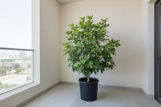 Orange Tree 1.8Mtr - 2Mtr - PlantmartUAE.com