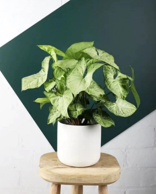 Syngonium arrow head(ceramic pot)-20cm-30cm - PlantmartUAE.com