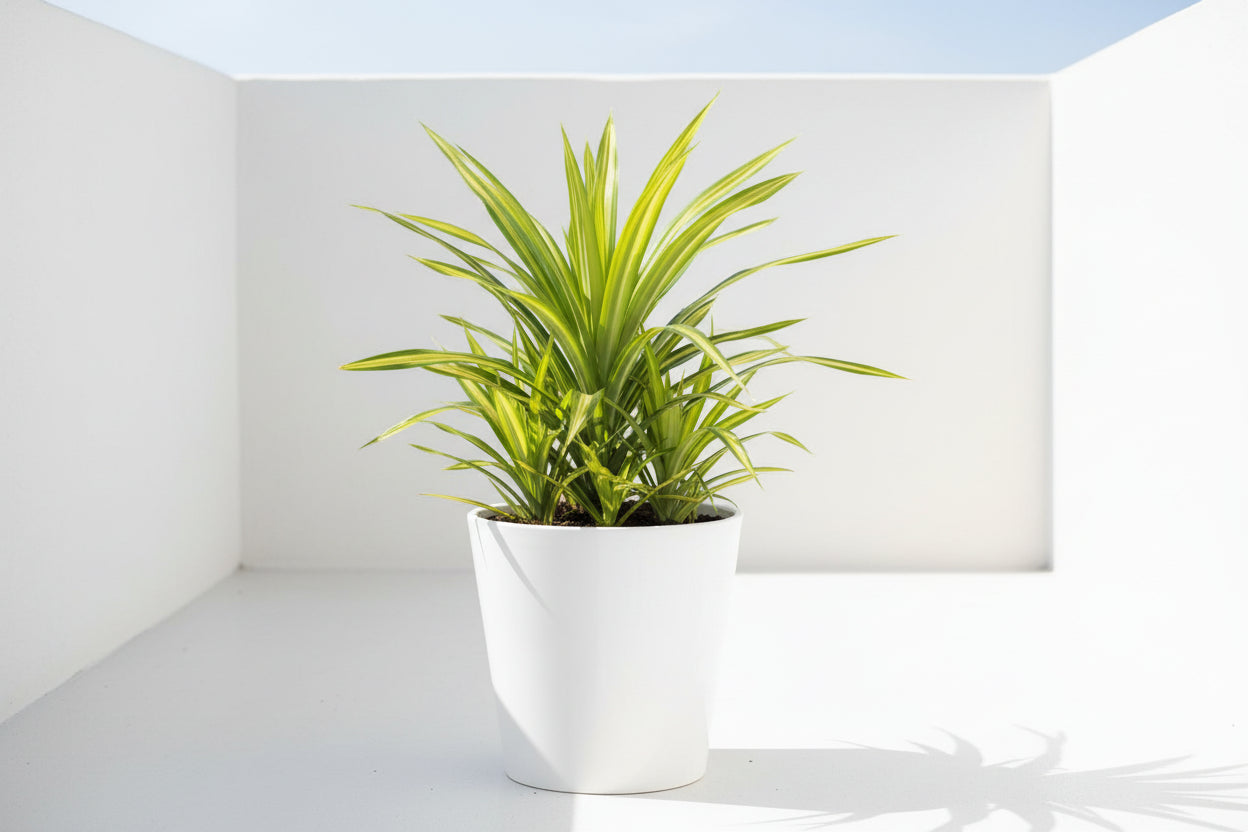 Pandanus Baptistii Variegata 40cm - 50cm - PlantmartUAE.com