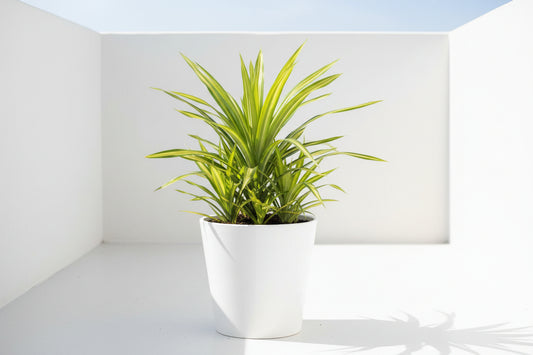 Pandanus Baptistii Variegata 40cm - 50cm - PlantmartUAE.com