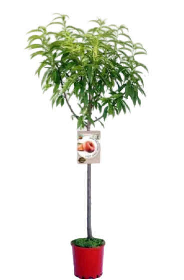Peach Tree - Prunus persica140cm -160cm - PlantmartUAE.com