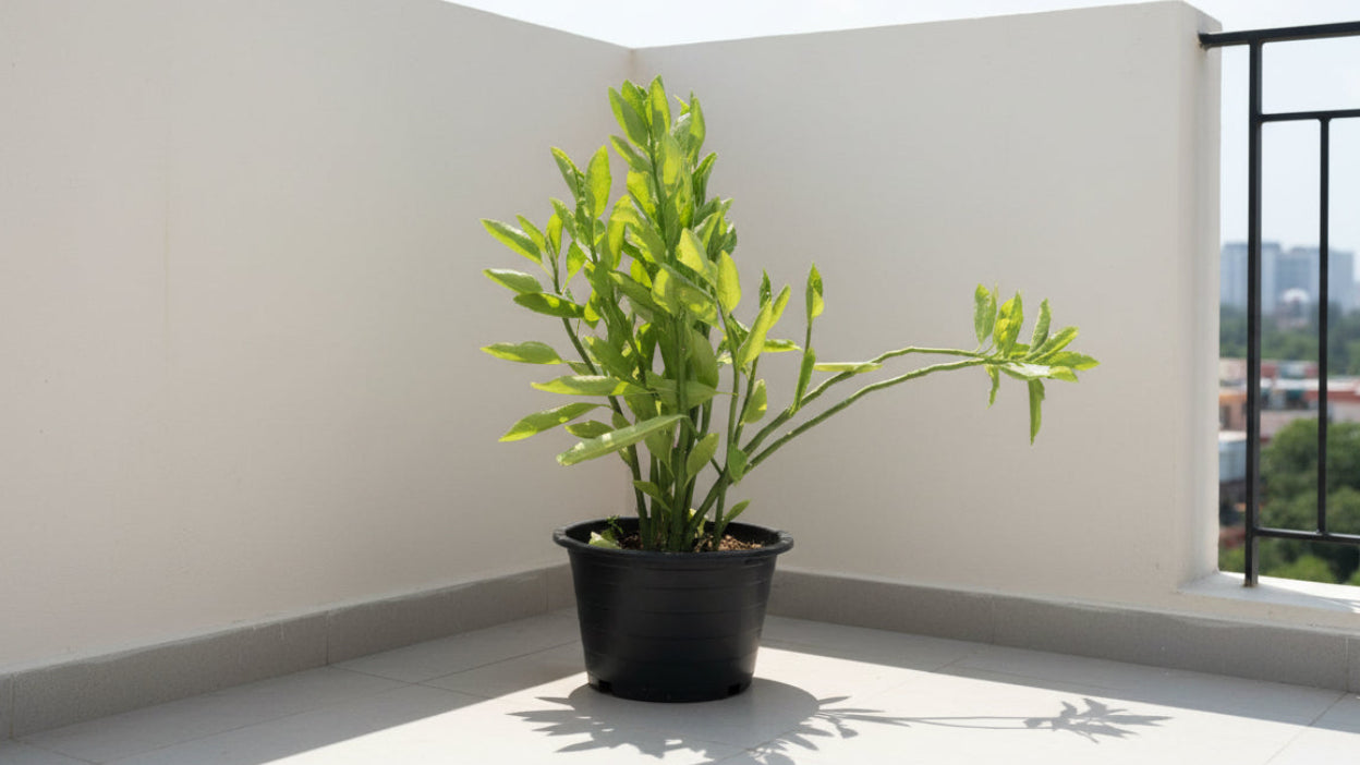 Pedilanthus Tithymaloides 40cm - 50cm - PlantmartUAE.com