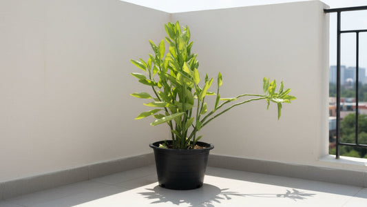 Pedilanthus Tithymaloides 40cm - 50cm - PlantmartUAE.com