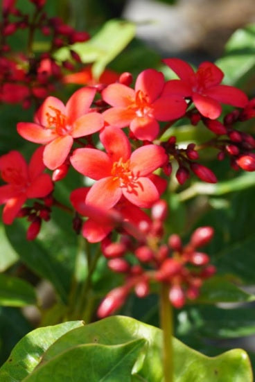 Peregrina 60cm - 80cm - PlantmartUAE.com