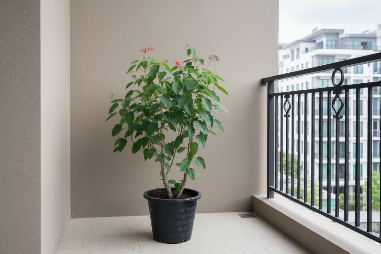 Peregrina 60cm - 80cm - PlantmartUAE.com