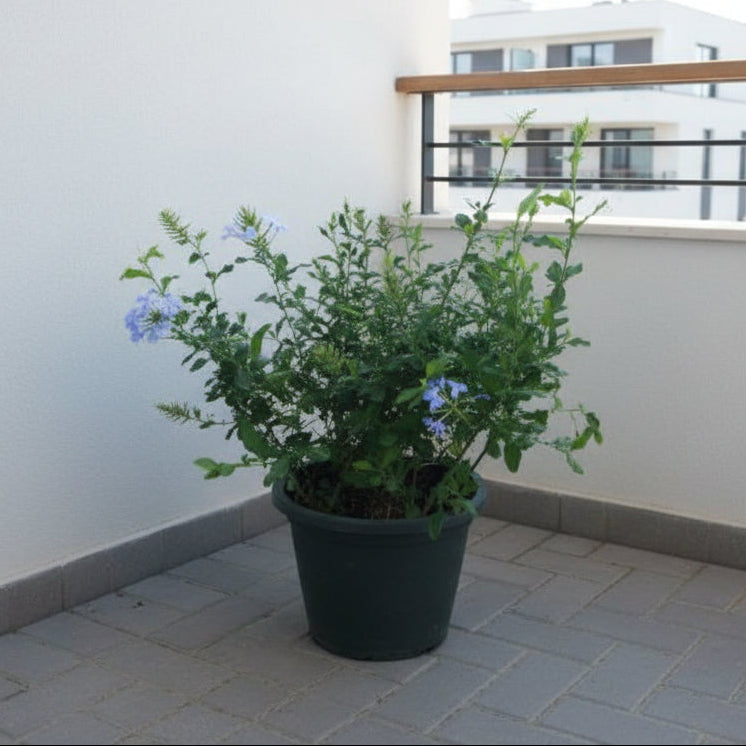 Plumbago 1  40cm - 50cm - PlantmartUAE.com