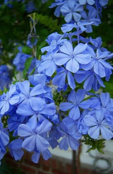 Plumbago 1  40cm - 50cm - PlantmartUAE.com