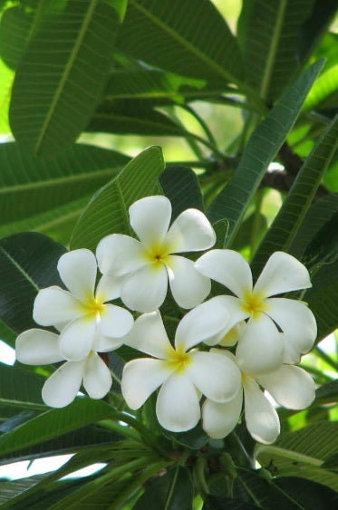 Plumeria 1.0m - 1.5m Ht - PlantmartUAE.com