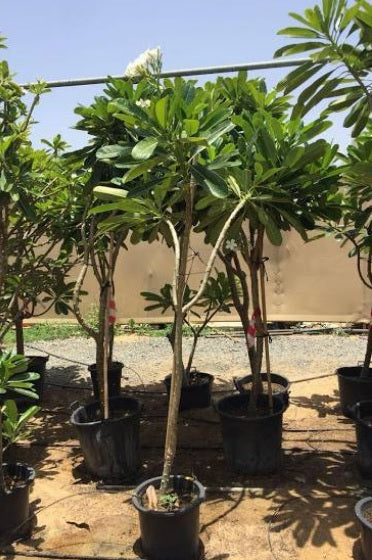 Plumeria 1.0m - 1.5m Ht - PlantmartUAE.com