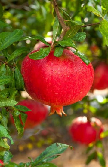 Pomegranate 30cm - 50cm - PlantmartUAE.com