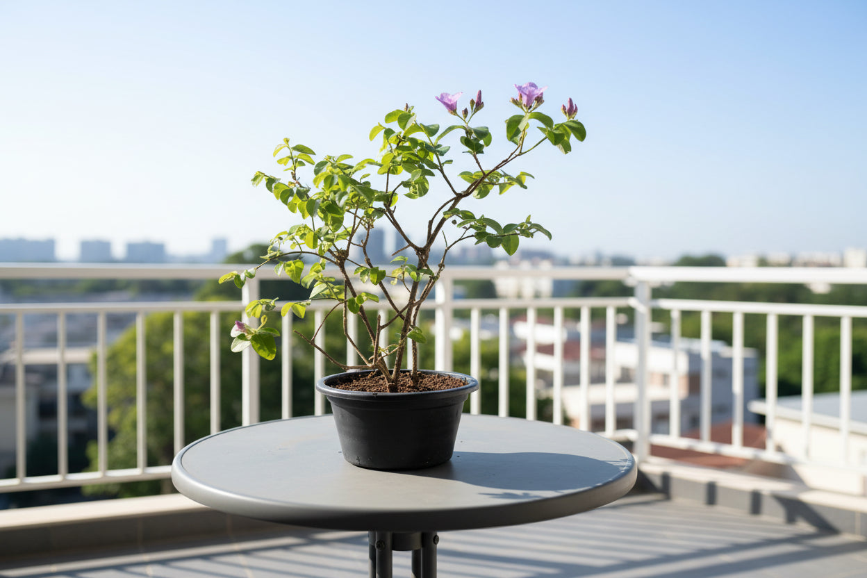 Purple Rubber Vine 80cm - 100cm - PlantmartUAE.com