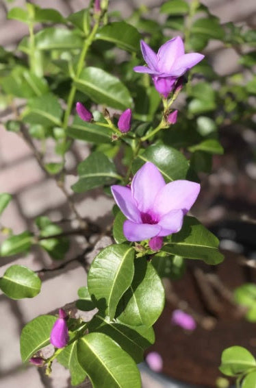 Purple Rubber Vine 80cm - 100cm - PlantmartUAE.com