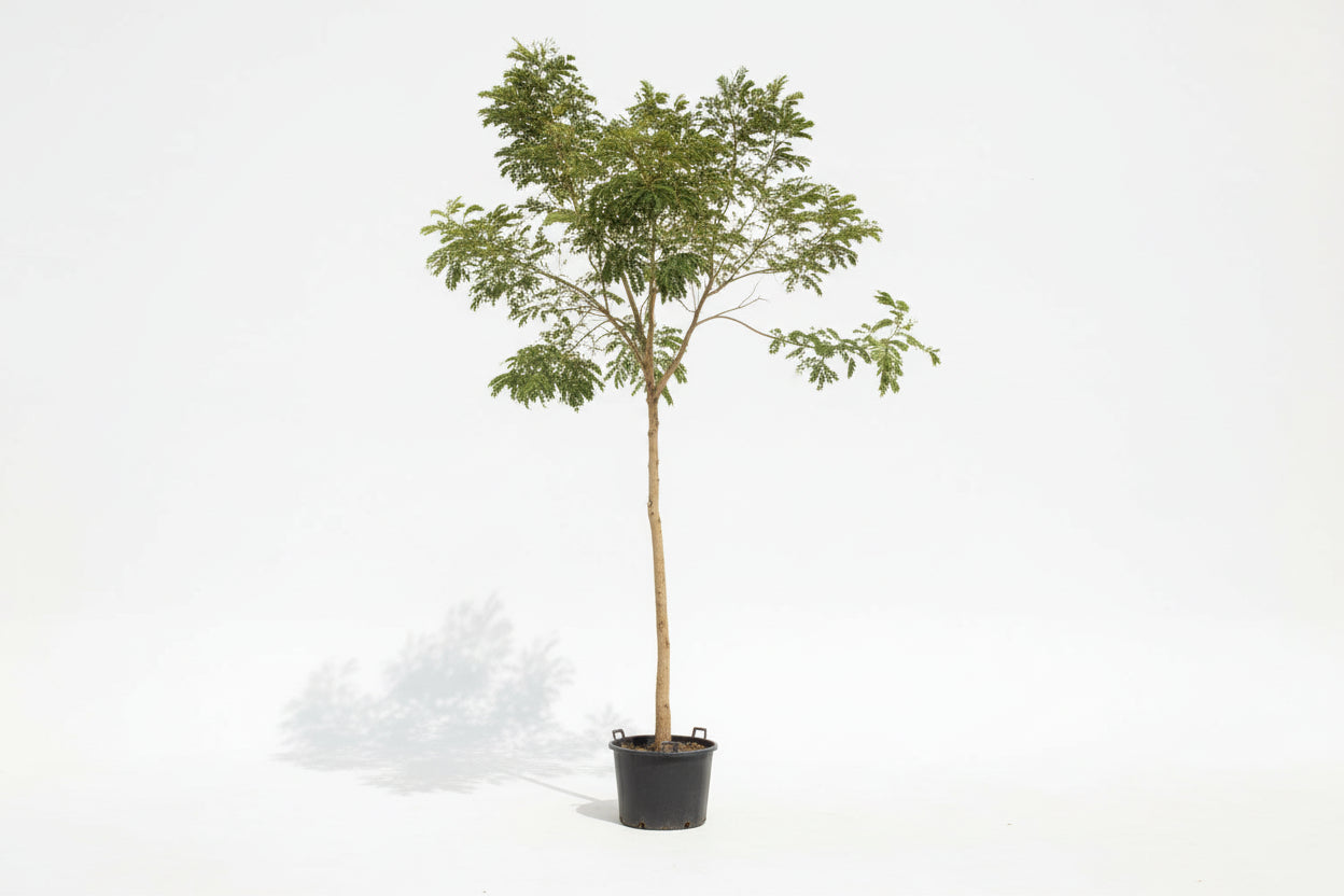 Rain Tree 2m - 2.5m - PlantmartUAE.com