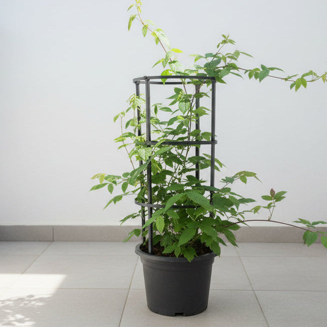 Rangoon Creeper 60cm - 80cm - PlantmartUAE.com