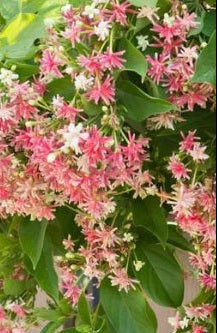 Rangoon Creeper 60cm - 80cm - PlantmartUAE.com