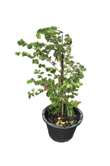 Red Powder Puff  70cm - 80cm - PlantmartUAE.com