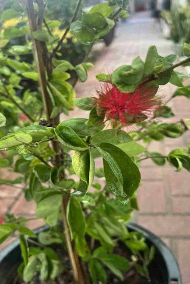 Red Powder Puff  70cm - 80cm - PlantmartUAE.com