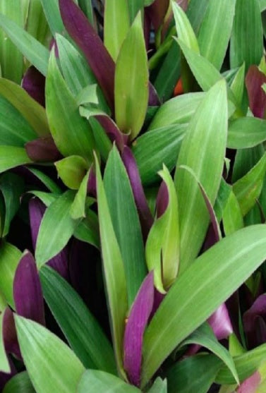 Rhoeo discolor Bushy (Moses-in-the-Cradle)Tradescantia Spathacea 30cm - 40cm - PlantmartUAE.com
