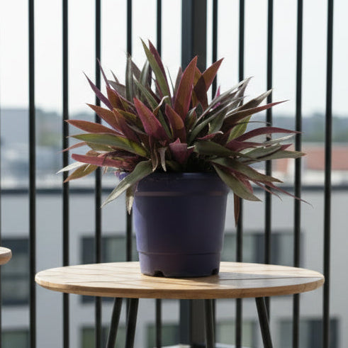 Rhoeo discolor Bushy (Moses-in-the-Cradle)Tradescantia Spathacea 30cm - 40cm - PlantmartUAE.com