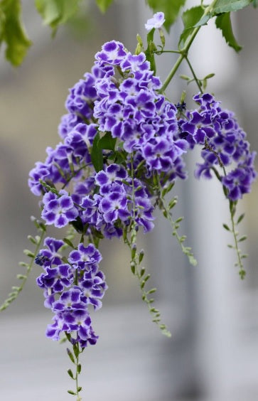 Sapphire Showers 50cm - 70cm - PlantmartUAE.com