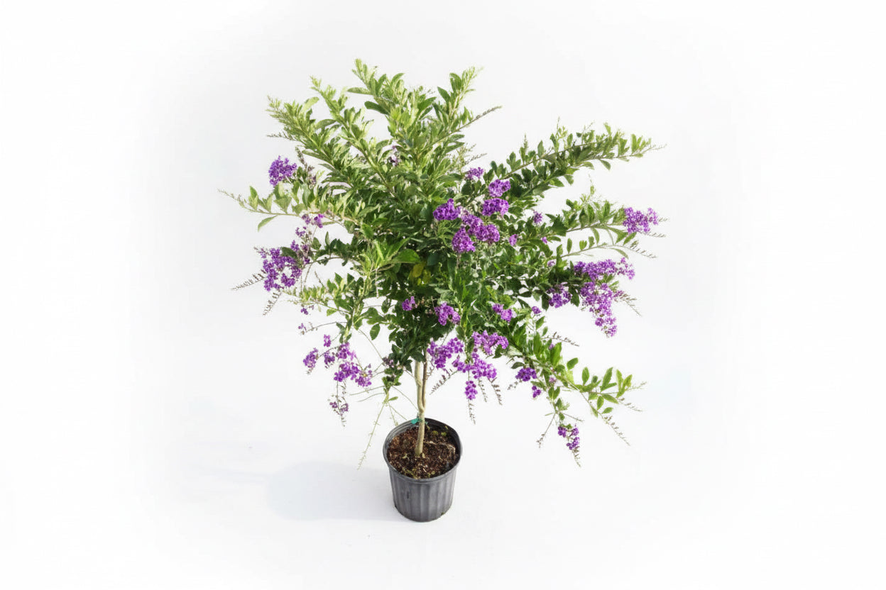 Sapphire Showers 50cm - 70cm - PlantmartUAE.com