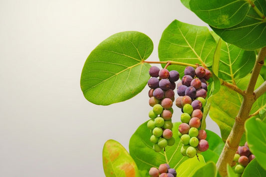 Seagrape 2.0 - 2.5m - PlantmartUAE.com