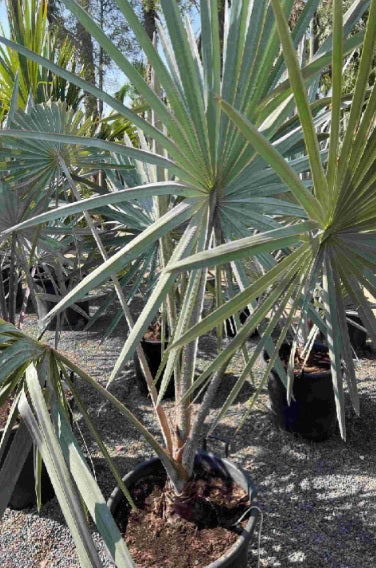 Silver Bismarck Palm 180cm - 200cm - PlantmartUAE.com