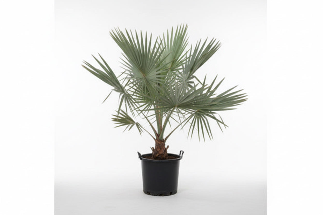 Silver Bismarck Palm 180cm - 200cm - PlantmartUAE.com