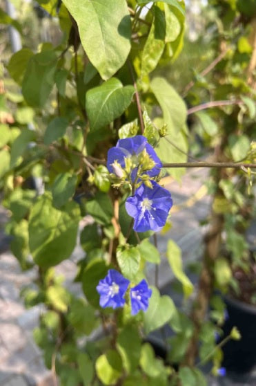 Sky Blue Cluster Vine 150-170cm - PlantmartUAE.com