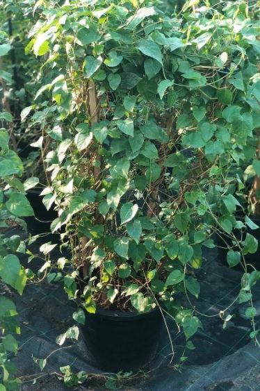 Sky Blue Cluster Vine 60cm - 70cm - PlantmartUAE.com