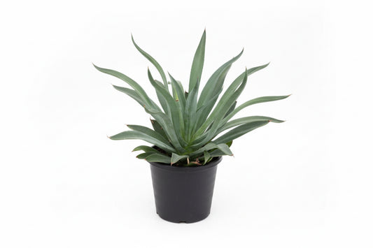 Smooth Agave 40cm - 60cm - PlantmartUAE.com