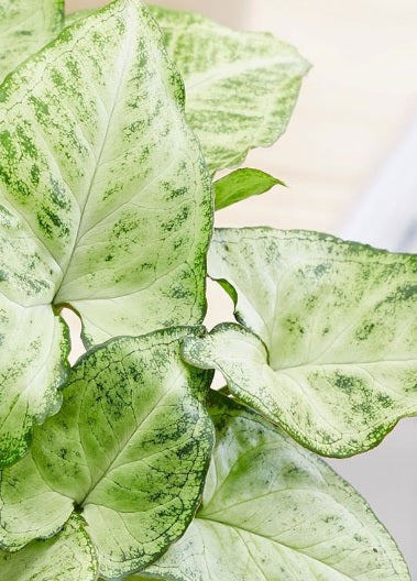 Syngonium arrow head(ceramic pot)-20cm-30cm - PlantmartUAE.com