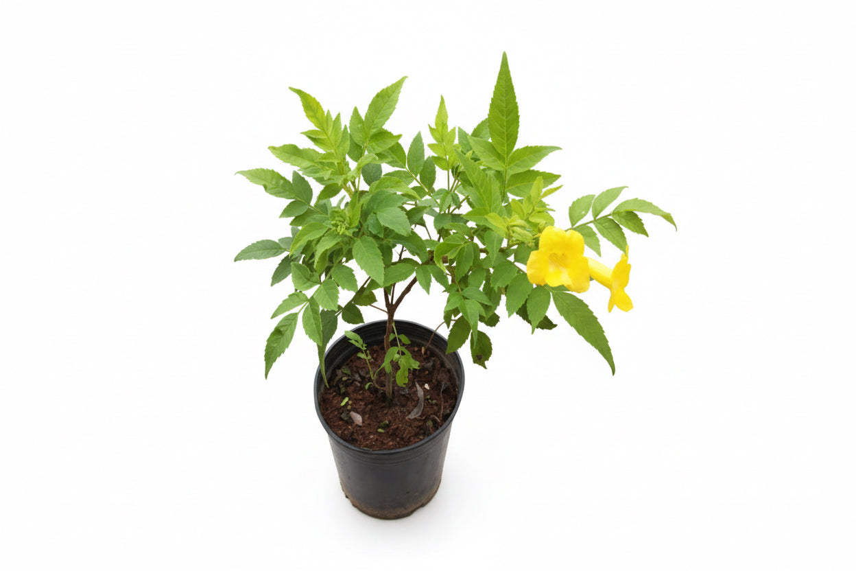 Tecoma Stans Yellow 30cm - 40cm - PlantmartUAE.com