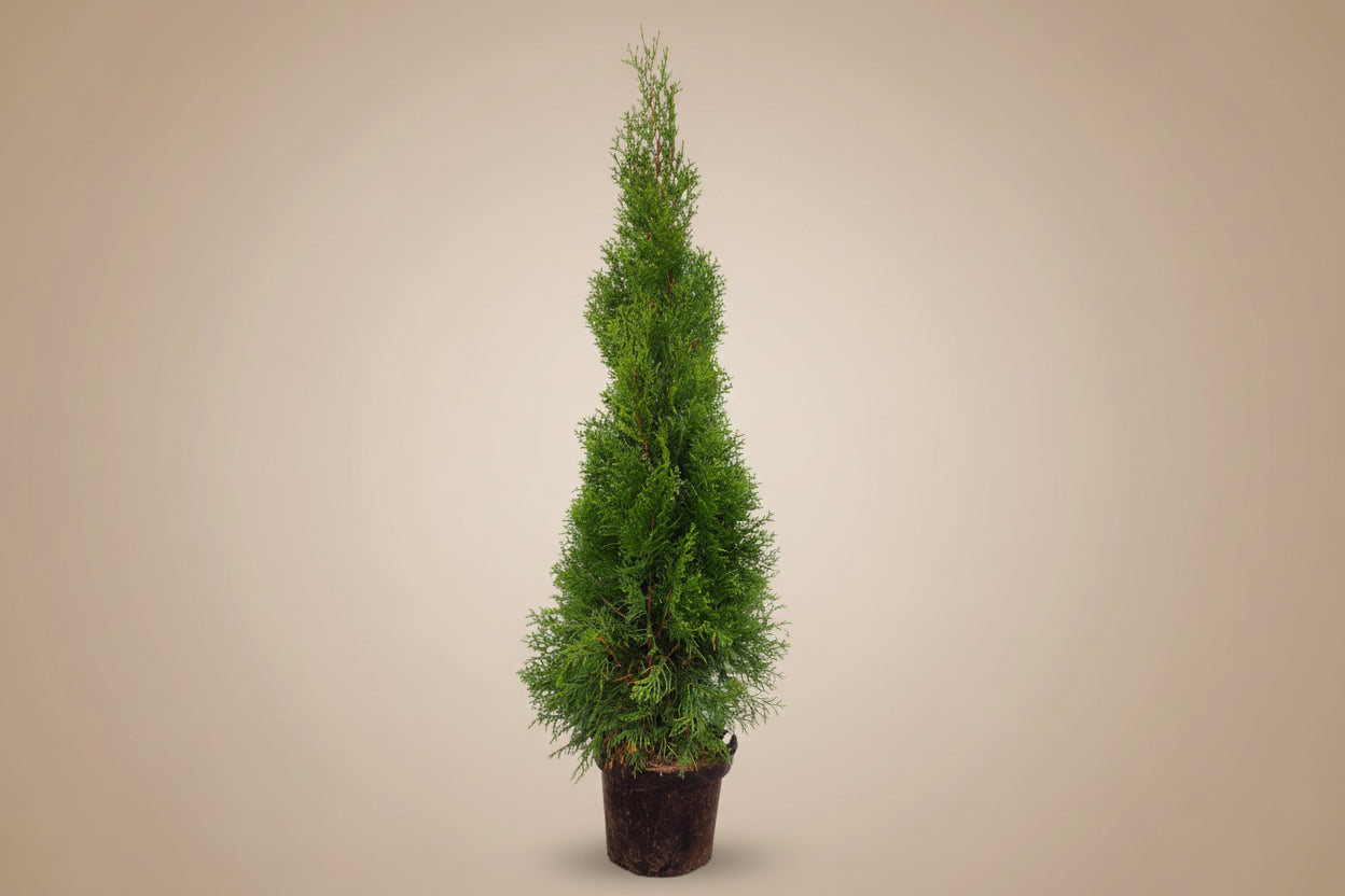 Thuja 60cm - 80cm - PlantmartUAE.com