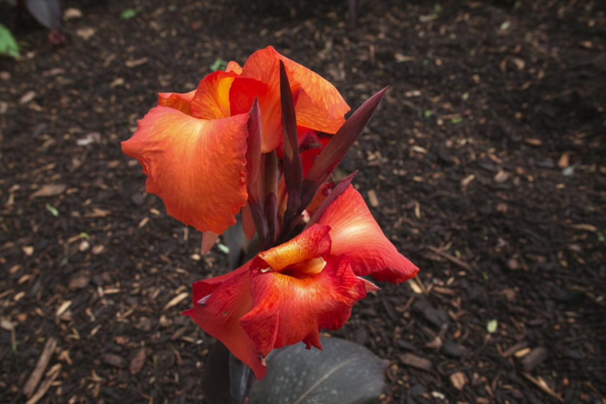 Tropicana Black Canna Water Plant 40cm - 60cm - PlantmartUAE.com
