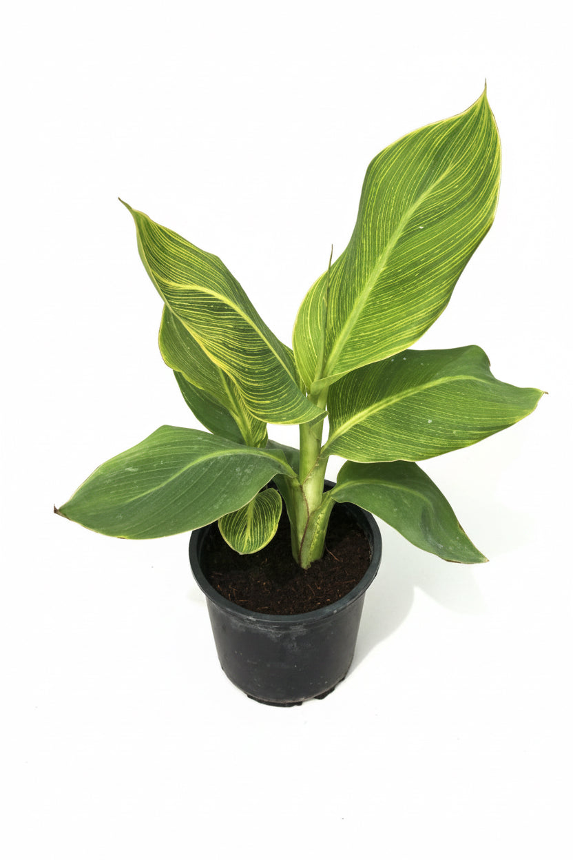 Tropicana Canna Lily Water Plant 40-60 cm - PlantmartUAE.com