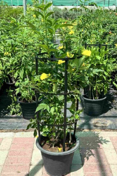 Trumpet Bush - Yellow Bells 60cm - 80cm - PlantmartUAE.com