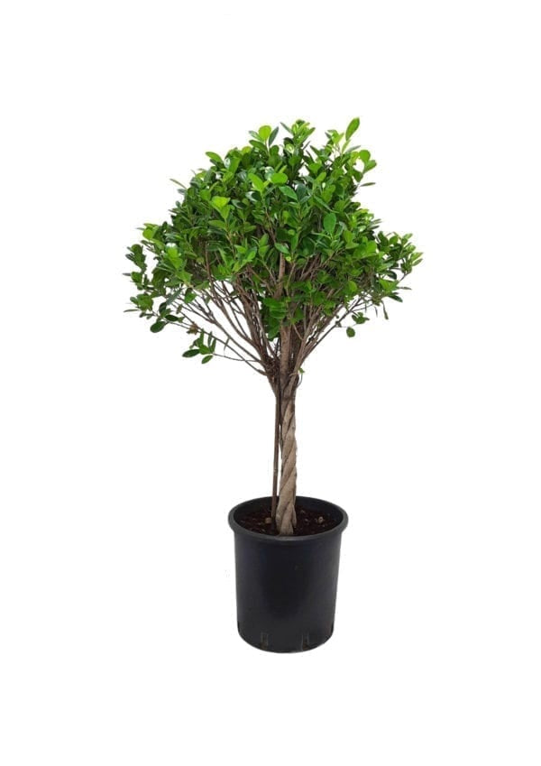 Twisted Ficus panda/Retusa140cm - PlantmartUAE.com