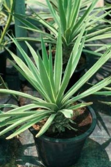 Variegated Caribbean Agave 30cm - 40cm - PlantmartUAE.com