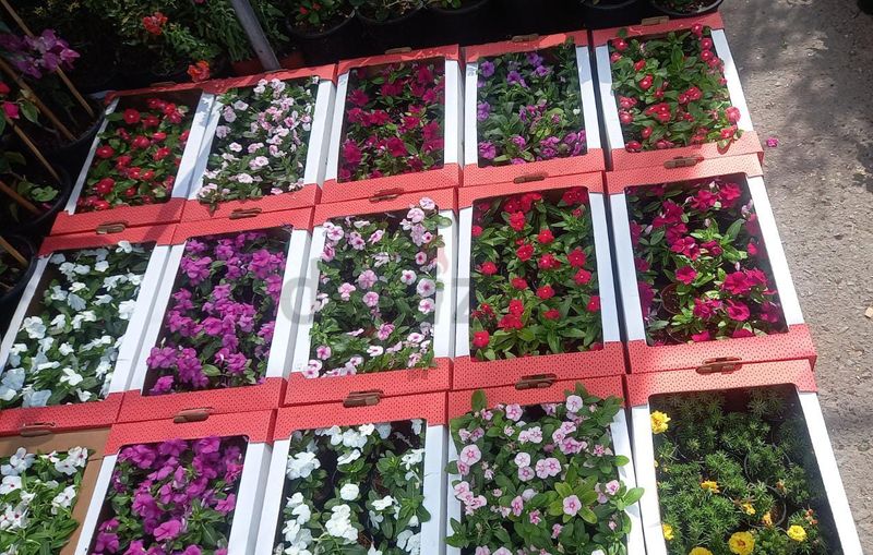 Vinca (each box) - PlantmartUAE.com